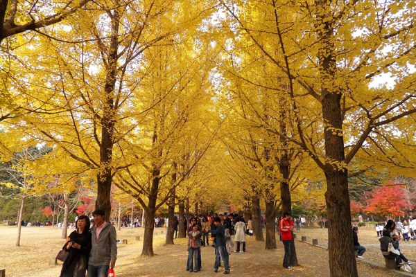 tour du lịch Hàn Quốc Nami Island - Everland - Seoul